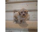 Maltipoo Puppy for sale in Maria Stein, OH, USA