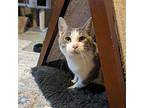 Crafty - $55 Adoption Fee Special Domestic Shorthair Young Male