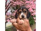 Beagle Puppy for sale in Granger, WA, USA