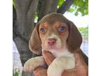 Beagle Puppy for sale in Granger, WA, USA