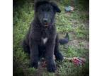 German Shepherd Dog Puppy for sale in Oroville, CA, USA