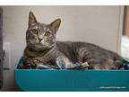 Betty Lou Domestic Shorthair Young Female