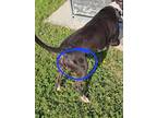 Brock American Pit Bull Terrier Young Male