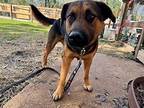 Linus Cambodia German Shepherd Dog Adult Male