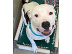 Deadpool American Pit Bull Terrier Adult Male