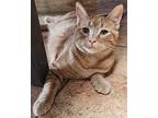 Sunny - FEMALE Domestic Shorthair Young Female