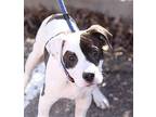 SNOOPY American Pit Bull Terrier Young Male