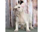 French Bulldog Puppy for sale in Lancaster, PA, USA