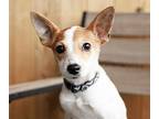 Little Dog Chihuahua Puppy Male
