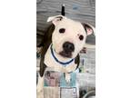 Dori American Pit Bull Terrier Adult Female