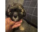 Shih-Poo Puppy for sale in Oakland, TN, USA