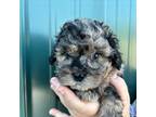 Shih-Poo Puppy for sale in Anderson, MO, USA