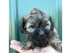Shih-Poo Puppy for sale in Anderson, MO, USA