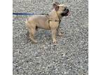 French Bulldog Puppy for sale in Chelsea, OK, USA