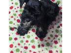 Schnauzer (Miniature) Puppy for sale in Kosse, TX, USA