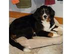 Mini Bernese MT.Dog- Trained