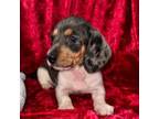 Dachshund Puppy for sale in Lovely, KY, USA