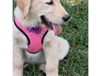 Golden Retriever Puppy for sale in Fort White, FL, USA