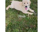 Golden Retriever Puppy for sale in Fort White, FL, USA
