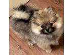 Pomeranian Puppy for sale in Westminster, CA, USA