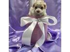 Maltipoo Puppy for sale in Monroe, NC, USA