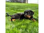 Rottweiler Puppy for sale in Winesburg, OH, USA