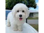 Bichon Frise Puppy for sale in Saint Cloud, FL, USA