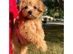 Yorkshire Terrier Puppy for sale in Saint Cloud, FL, USA