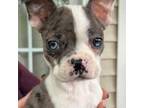 Boston Terrier Puppy for sale in Gurnee, IL, USA