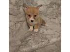 Pembroke Welsh Corgi Puppy for sale in Albuquerque, NM, USA
