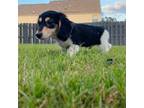 Dachshund Puppy for sale in Augusta, GA, USA