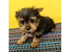 Yorkshire Terrier Puppy for sale in Hephzibah, GA, USA