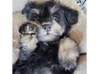 Schnauzer (Miniature) Puppy for sale in Eunice, LA, USA