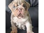 Bulldog Puppy for sale in Sugarcreek, OH, USA