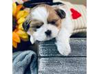 Shih Tzu Puppy for sale in Clermont, FL, USA