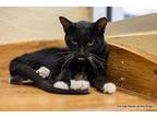 Mr. Sweets Domestic Shorthair Adult Male