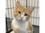 Adopt Sunflower a Domestic Short Hair