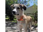 Adopt Evelyn a Great Pyrenees, Hound
