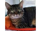 Adopt Stella a Domestic Short Hair