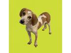 Adopt Azula a Beagle