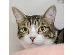 Adopt Truffles a Domestic Short Hair