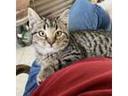 Adopt Spirit a Domestic Short Hair