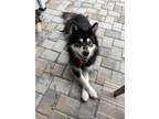 Adopt Mikasa a Alaskan Malamute