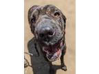 Adopt Tinker Toy a Shar-Pei, Labrador Retriever