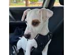 Adopt *Pistachio - Puppy a Pit Bull Terrier