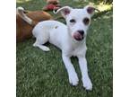 Adopt *Pistachio - Puppy a Pit Bull Terrier