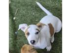 Adopt *Cotton - Puppy a Pit Bull Terrier