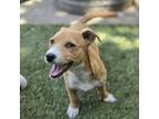 Adopt Chestnut a Pit Bull Terrier