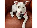 Adopt Mountain Momma a Pit Bull Terrier