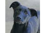 Adopt Midnight a Labrador Retriever